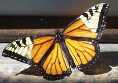 butterlfy2.jpg