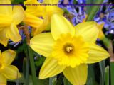 springflowers.jpg